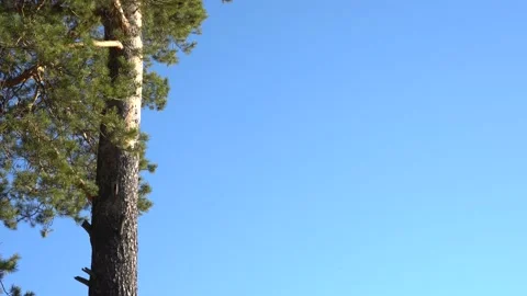 The trunk of a large pine tree against a blue clear sky Stock Footage 191096072