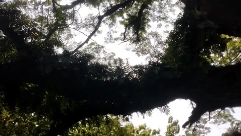 The trunk of a large rain tree is covered with a type of fern Stock Footage 328061789