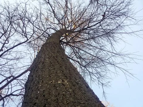 The trunk of a large tree and branches against the blue sky Stock Photos