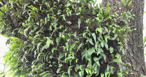 The trunk of a large tree covered with bright green ferns or creepers. Stock Footage 314875959
