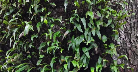 The trunk of a large tree covered with bright green ferns or creepers. Video stock 314876853