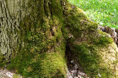 The trunk of a large tree covered with moss Stock Photos