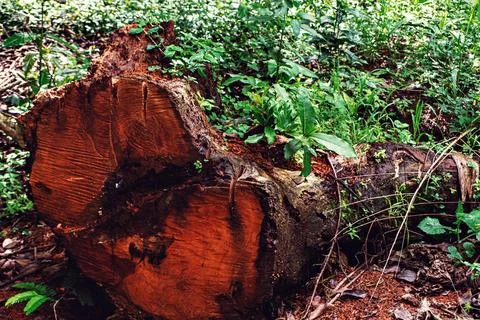 Trunk of a large tree fallen in the woods. Stock Photos