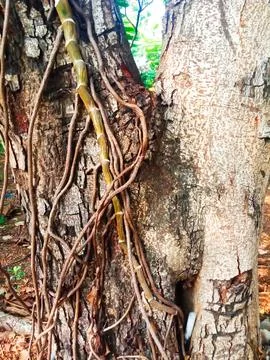 The trunk of a large tree is filled with creeping plant roots Stock-Fotos