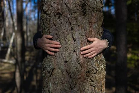 On the trunk of a large tree in the forest lie the hands of a man, hugging him Stock Photos