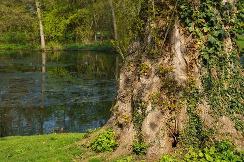 The trunk of a large tree overgrown with climbing plants on the bank of the p Stock Photos