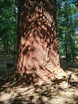Trunk of a large tree, in a park. Stock Photos