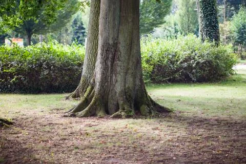 Trunk of a large tree Stock Photos