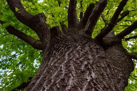 The trunk of a large tree removed from the bottom Stock Photos