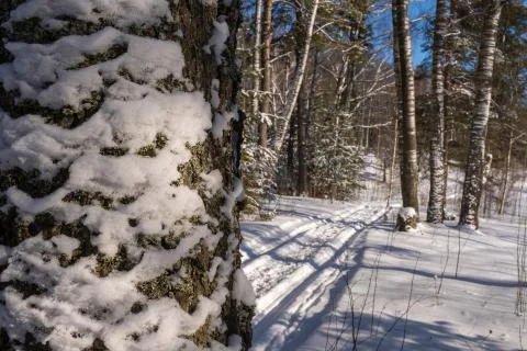 The trunk of a large tree in the snow and snowy winter forest. Stock Photos