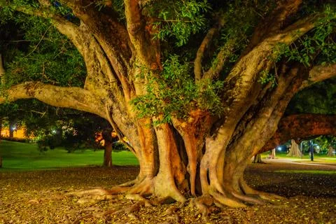 The trunk of a large tree, spreading out in a complex pattern Stock Photos