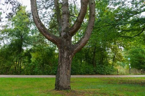 The trunk of a large tree with strong branches in the autumn park. Stock Photos
