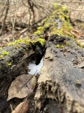 Trunk with leaf, snow and moss Stock Photos