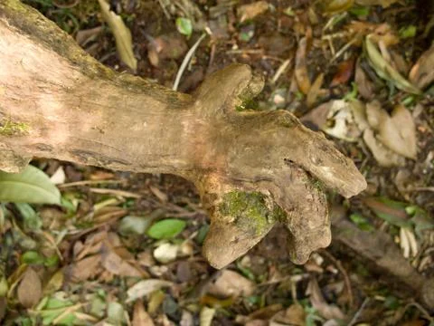 A trunk looking likes a hand Stock Photos
