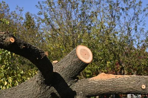 The trunk of a lying tree with sawn branches Stock Photos