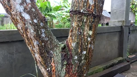 The trunk of the mango tree 스톡 동영상 158750156