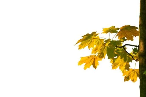 Trunk of maple tree with branch with autumn leaves on white Stock-Illustration
