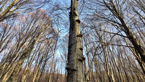 Trunk of a massive tree infected with large mushrooms. Stock Footage 311662120