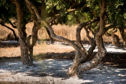 Trunk of a mastic Tree. Stock Photos