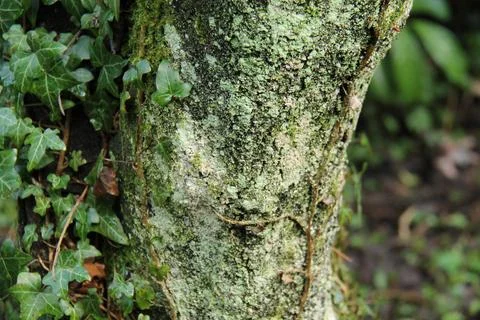 Trunk of a Mature Tree. Foto stock