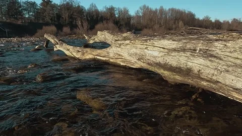Trunk in the middle of the river Stock Footage 234236383