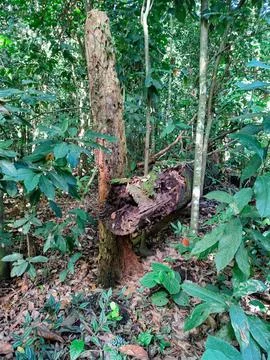 Trunk in the midst of the decaying forest Stock Photos