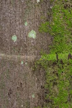 Trunk with moss and lichen. Rustic wood background Stock Photos