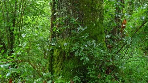 Trunk with moss of a big tree among the vegetation of the forest - July, 2019 Stock Photos