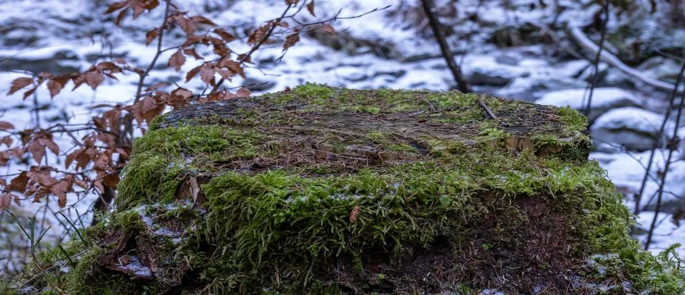 Trunk with moss in the Dolomite forest Stock Photos