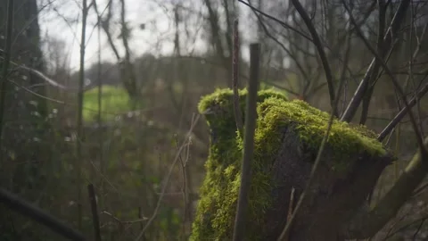 Trunk with moss Video stock 150266228