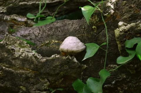 The trunk mushroom Stock Photos