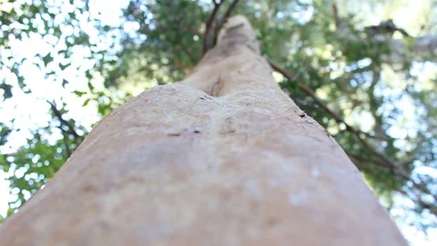 Trunk of a myrtle tree in a forest Stockbeeldmateriaal 128460793