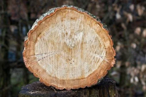 Trunk of Oak tree Stock Photos