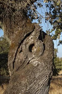 Trunk of an old acorn tree Stock Photos