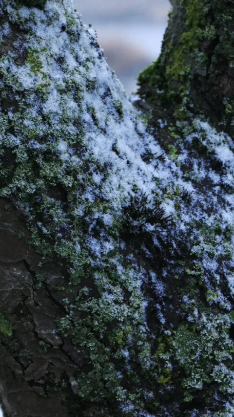 Trunk of an old apple tree, covered in moss and snow during a steady snowfall. Stock Footage 325490902