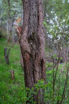 The trunk of an old apple tree. Foto stock