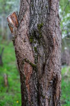 The trunk of an old apple tree. Foto stock