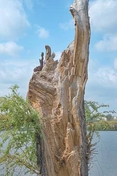 The trunk of an old broken willow tree with new branches growing Stock Photos