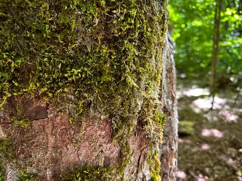 Trunk of an old decrepit tree covered with moss. Close-up Stock Photos