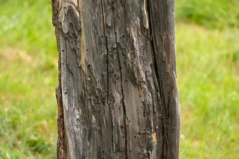 The trunk of an old dry tree on a green background Stock Photos