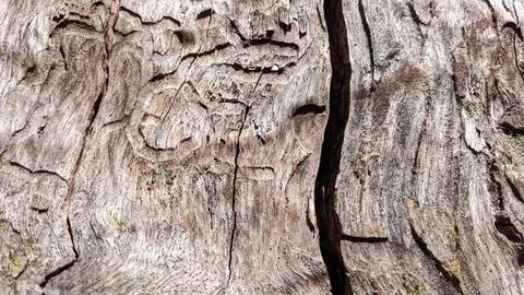 The trunk of an old dry tree, which began to be damaged by various pests Foto stock
