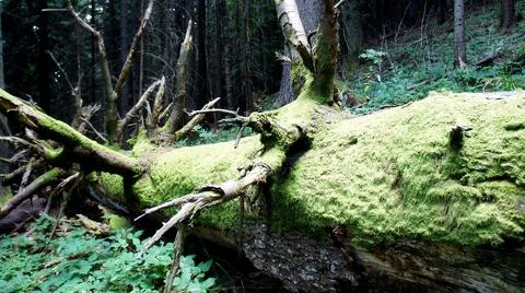 Trunk of an old fallen tree covered with thick green moss in a wild forest Stock Photos