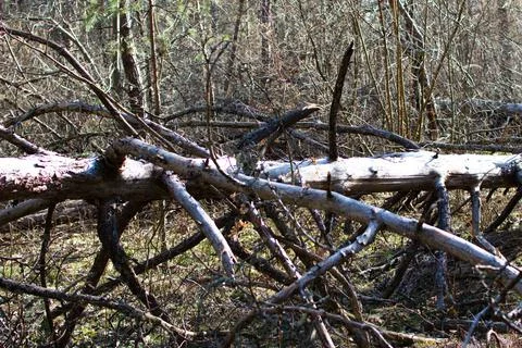 Trunk of an old fallen tree in the forest Foto stock