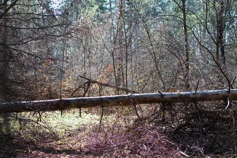 Trunk of an old fallen tree in the forest Stock Photos