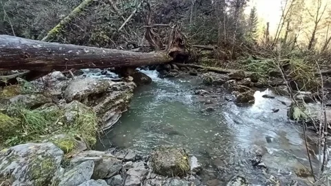 The trunk of an old fallen tree lies across the bed of a beautiful river Stock Footage 321943857