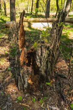 The trunk of an old fallen tree which undergoes natural decomposition of or.. Stock Photos