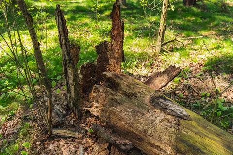 The trunk of an old fallen tree which undergoes natural decomposition of or.. Stock Photos
