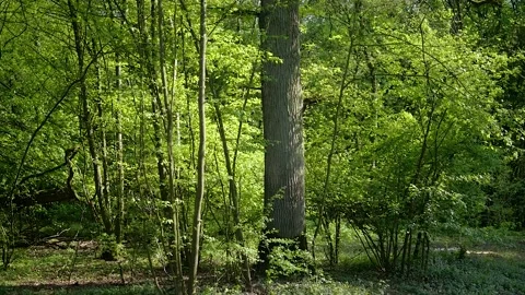 Trunk of an old green tree video from bottom to top in the forest Video stock 132346021