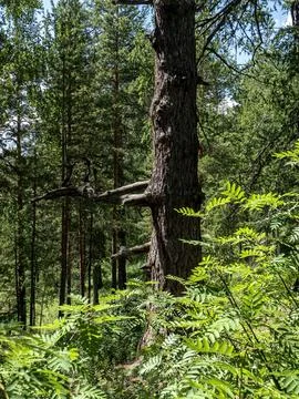 Trunk of an old large pine tree with broken branches in the forest Foto stock