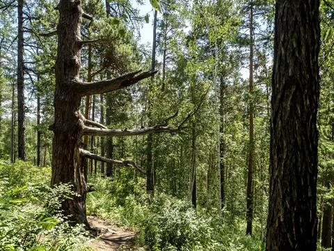 Trunk of an old large pine tree with broken branches in the forest Stock Photos